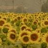 summersunflower