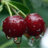 Crimson_Cherry