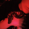 snake_keeper