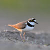 LadyPlover