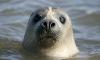 Pessimistic seal