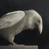 White Raven of war