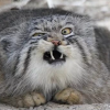 Manul.