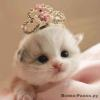 Sweetty Kitty