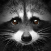 Rocky Raccoon