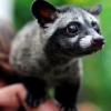 Civet