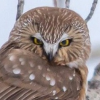 Boreal_Owl