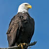 Eagle_09