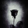 __Black_Rose__