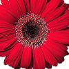 Red Gerbera