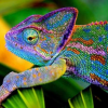 chameleon c