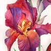 Red_Iris