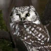 Littlewinterowl