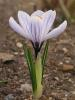 Crocus blossom