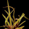 Drosera Regia