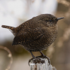 Winter Wren