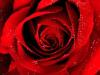 Scarlet_Rose_