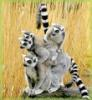 fashion lemur