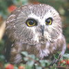 MimizukuOwl